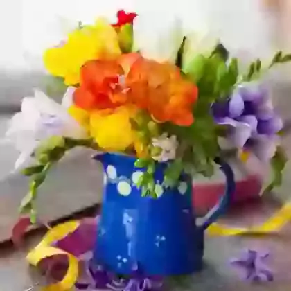 Freesia 